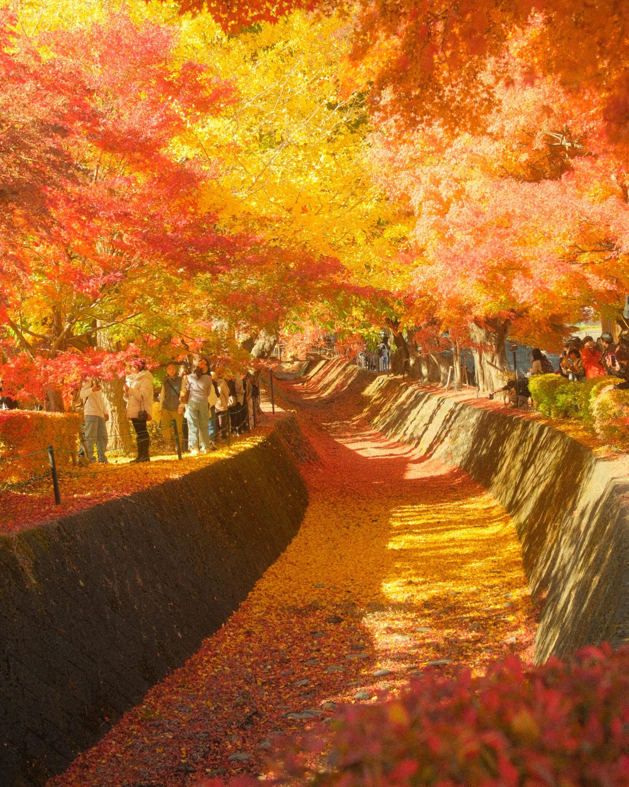 Mid-November in Fujikawaguchiko