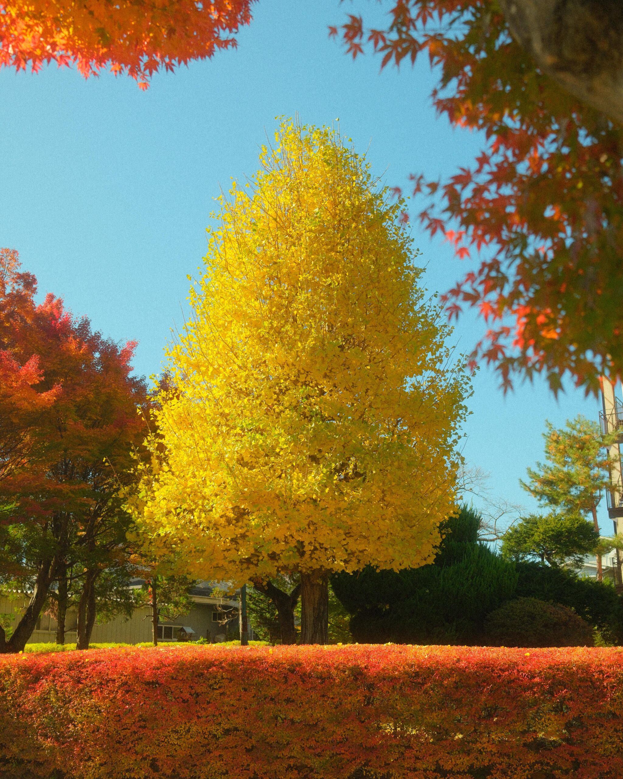 Mid-November in Fujikawaguchiko
