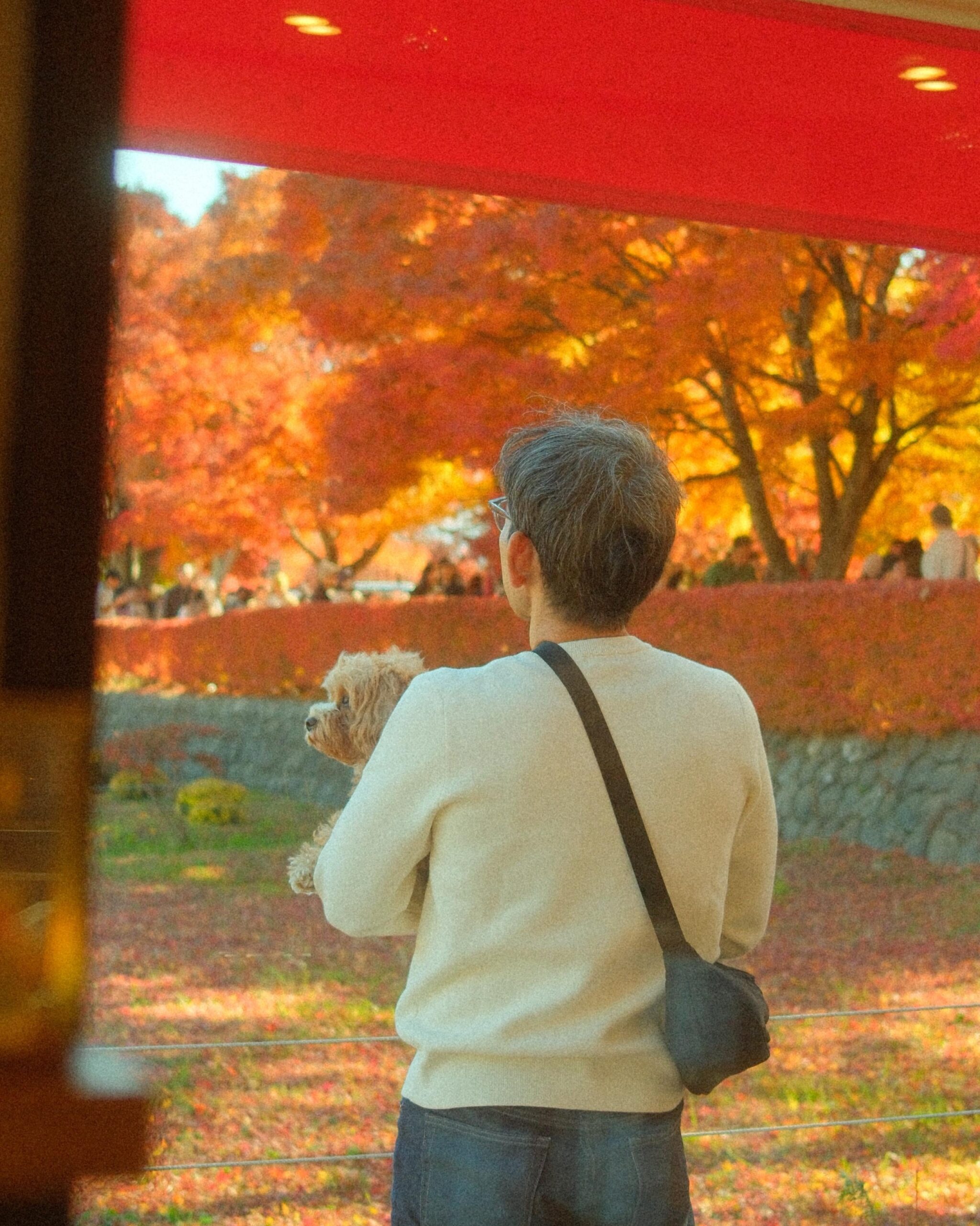 Mid-November in Fujikawaguchiko