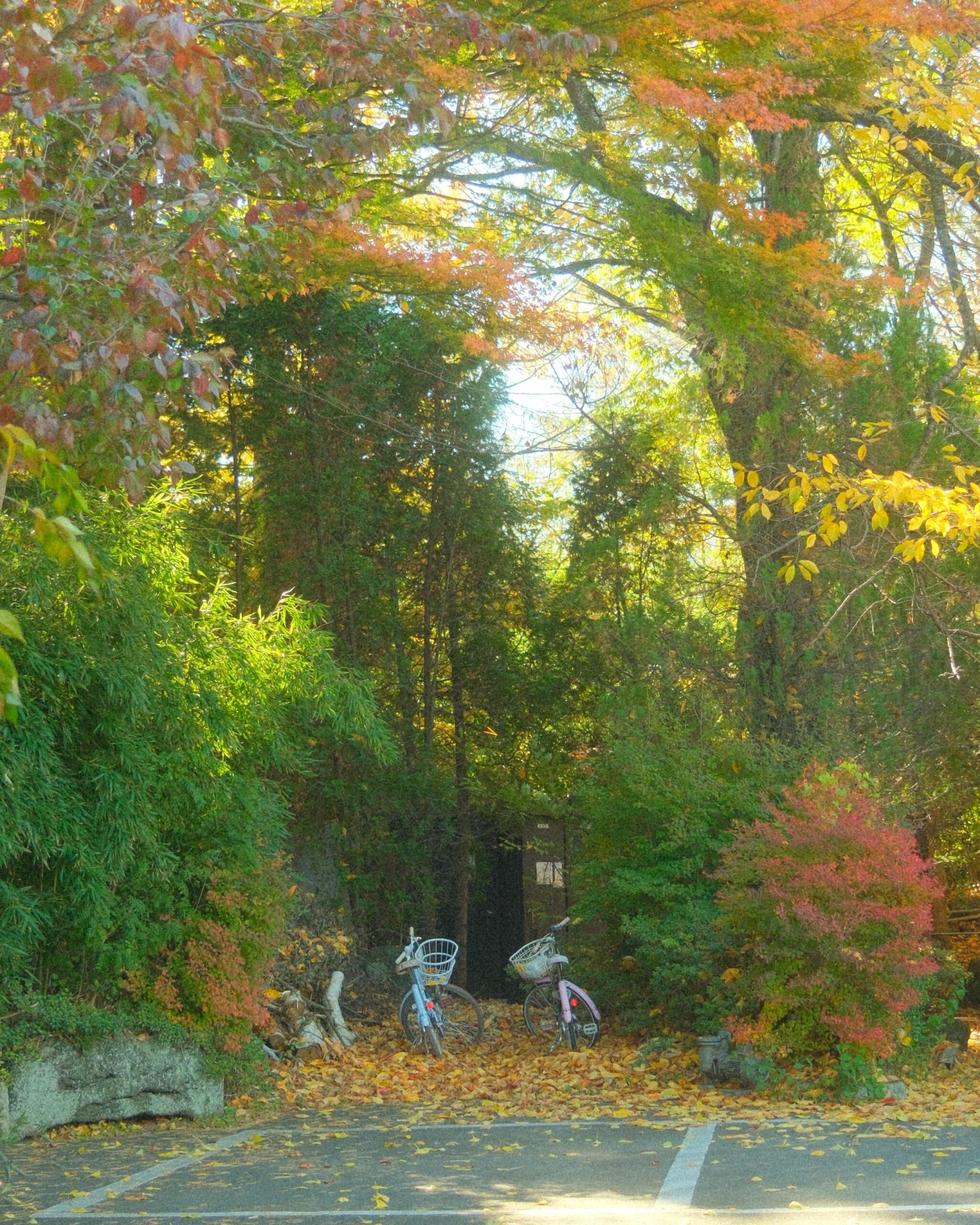 Mid-November in Fujikawaguchiko