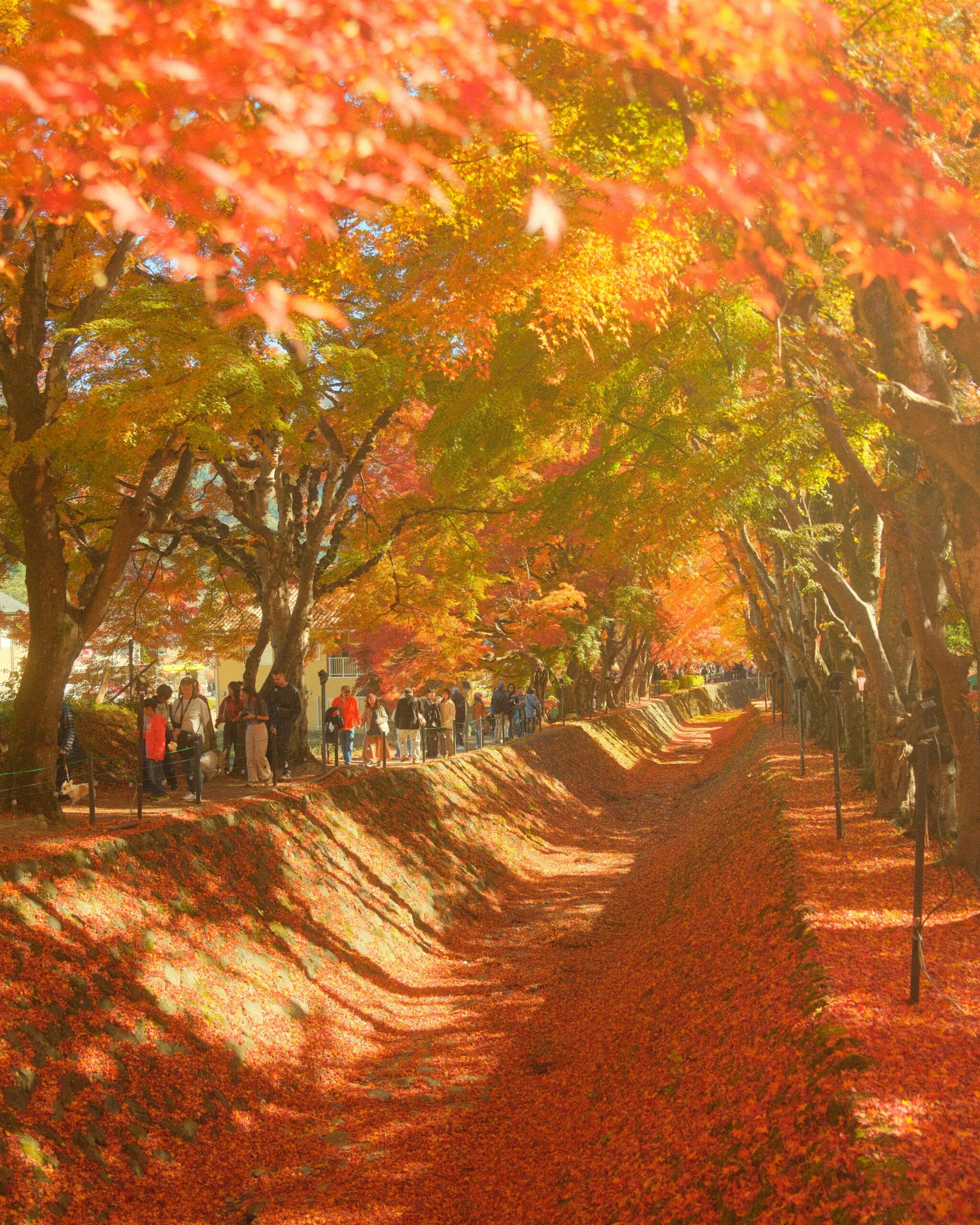 Mid-November in Fujikawaguchiko