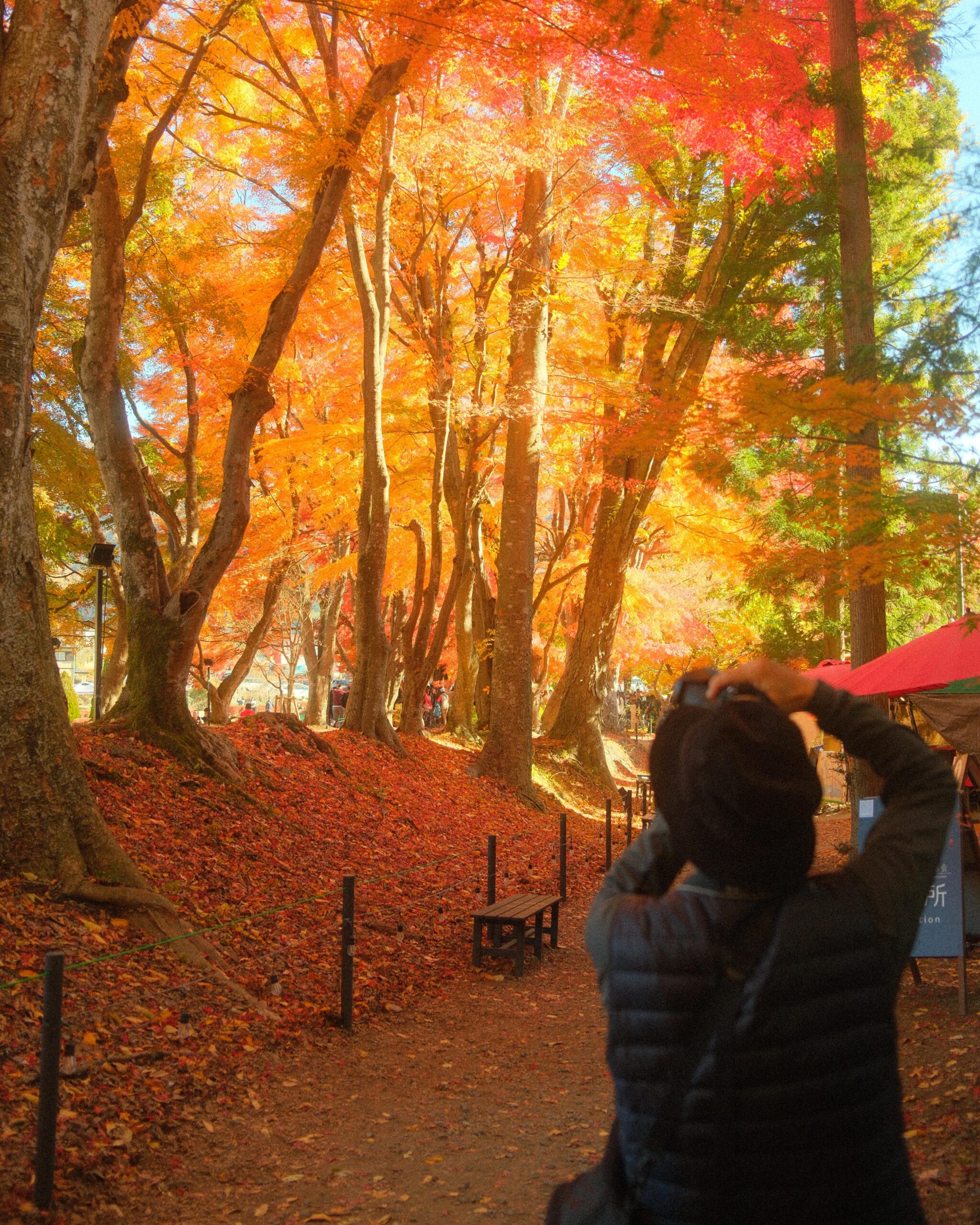 Mid-November in Fujikawaguchiko