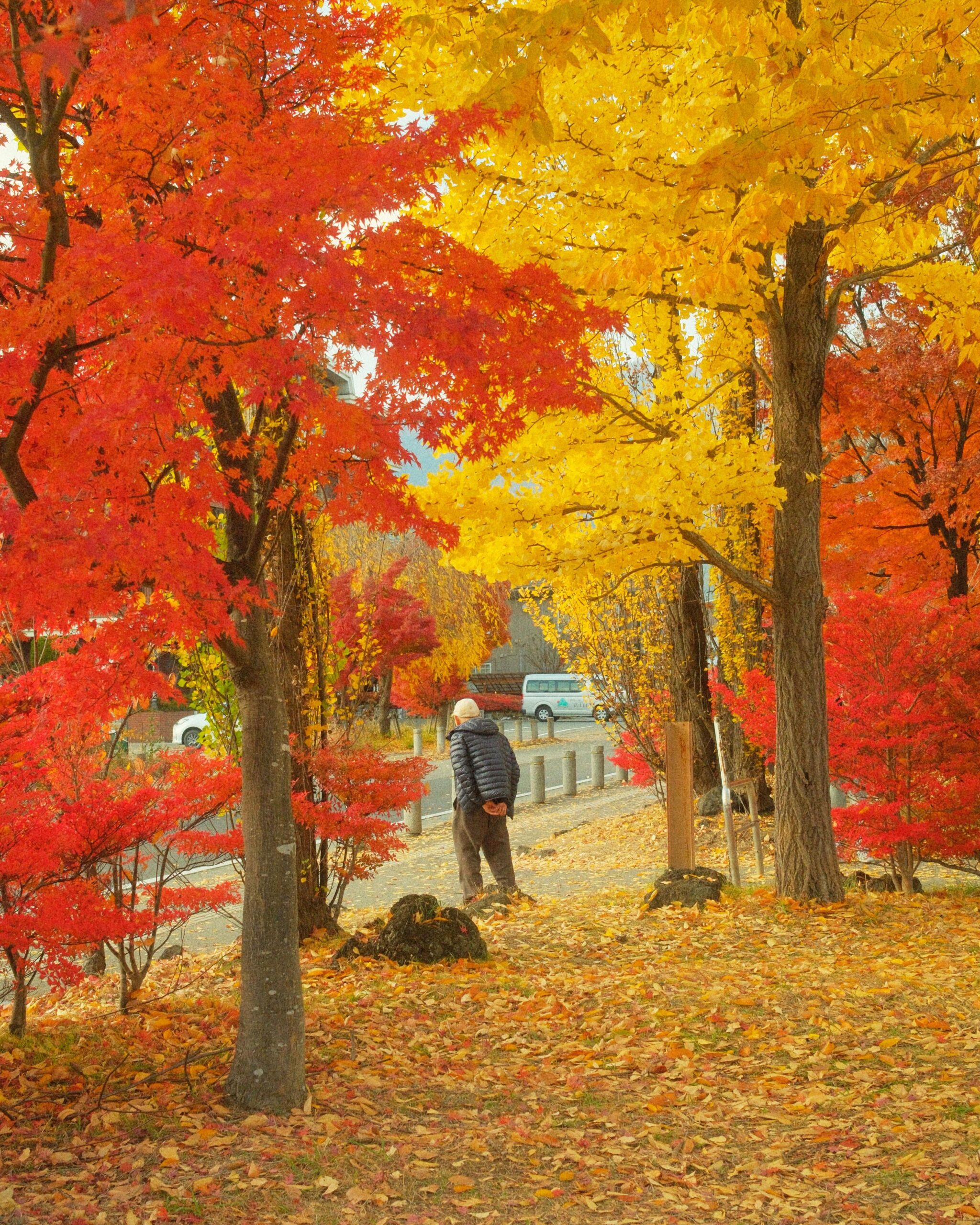 Mid-November in Fujikawaguchiko