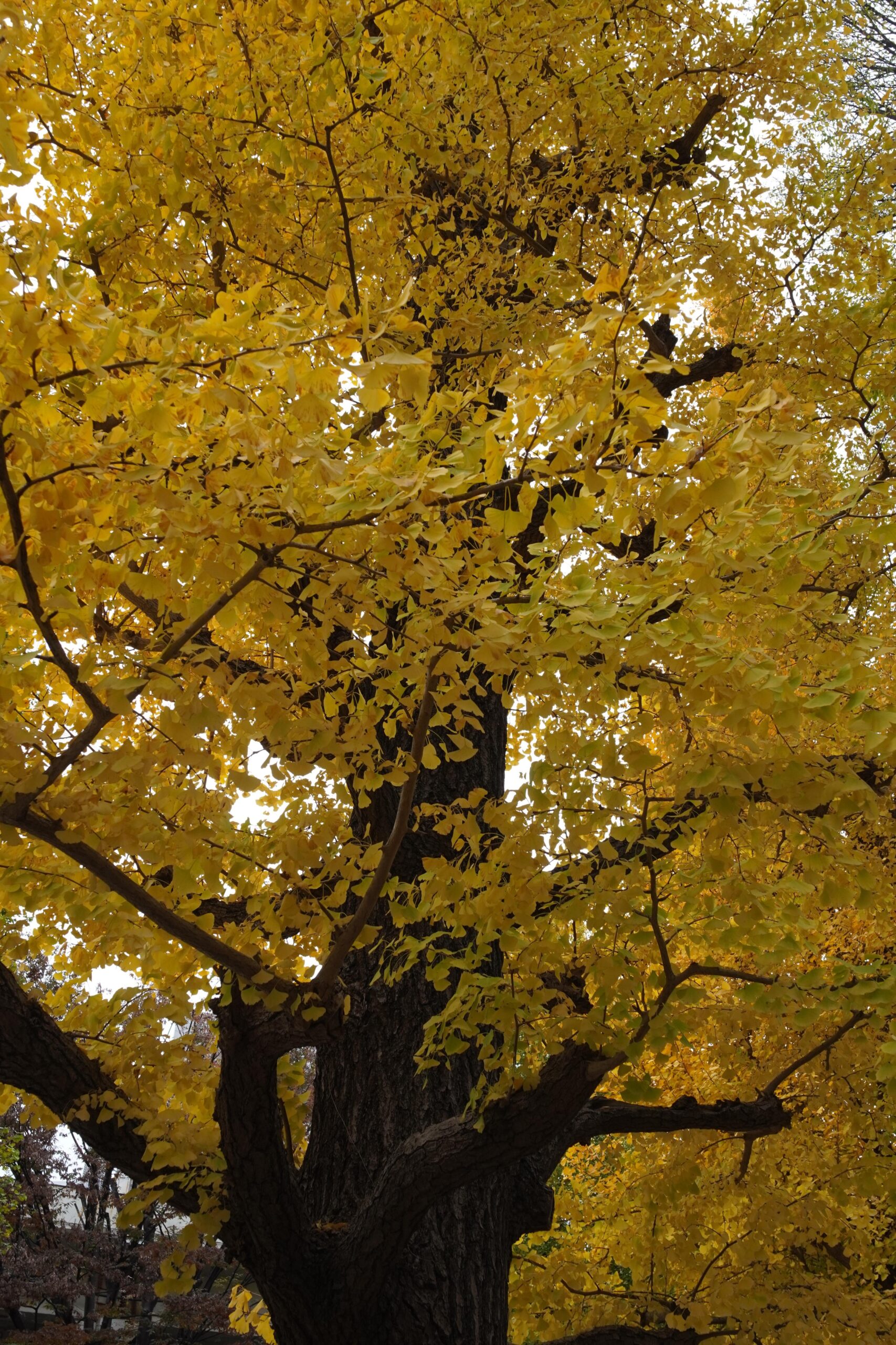 東京と富士山のミニチュア風写真集: 「最初の写真はゴジラ視点」