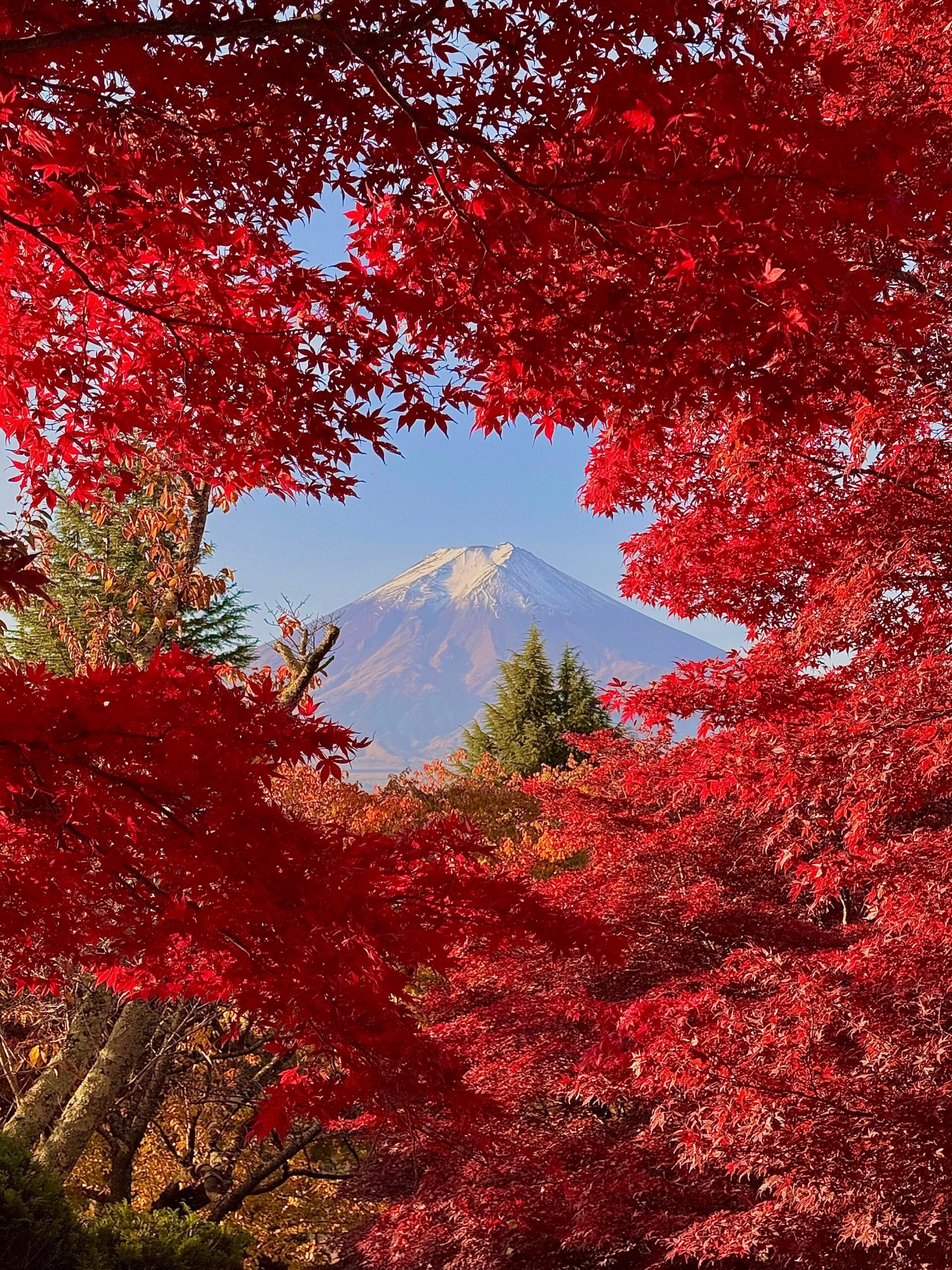 紅葉に彩られた富士山、一枚絵のような絶景: 「色が本当に凄かった」
