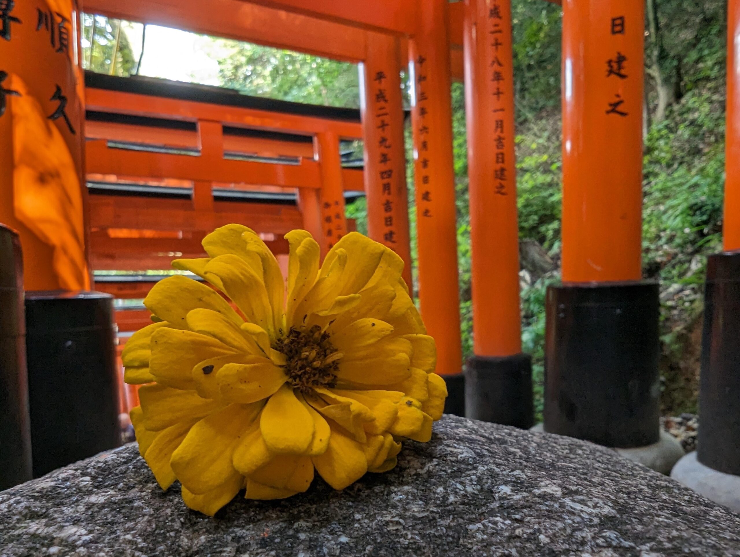 混雑前の京都(2023年9月)