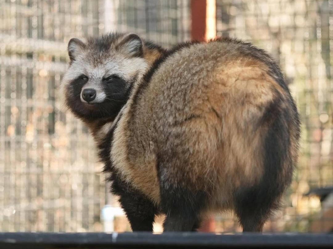 たぬき（アライグマ犬）とは？「トム・ヌークのモデルはこれだと思う？」