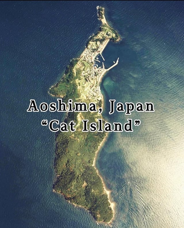 猫が住む島の現状「全体が巨大なゴミ箱になるだろう」
