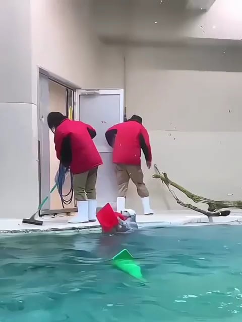 カワウソたちのアイスのご褒美「あまりにも可愛すぎてどうしようもない」