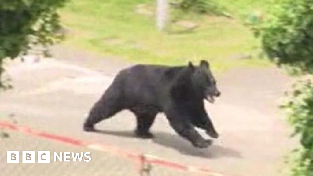 クマが窓を開けて工場から脱走「あの窓の設計は素晴らしい、クマですら開けられるんだから！」