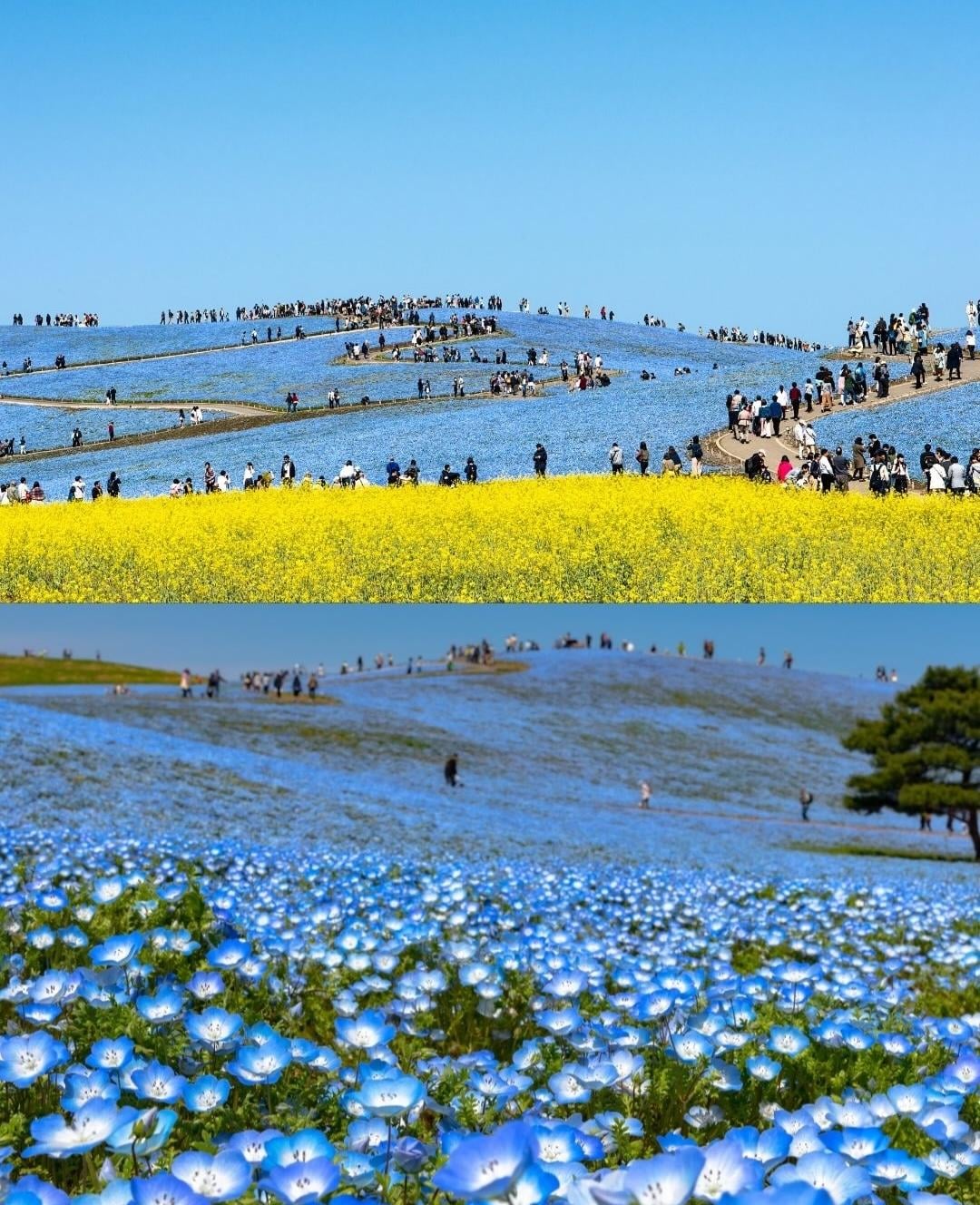 日本の丘に540万本の青い花「こんな景色を見せられたら、訪れずにはいられない」