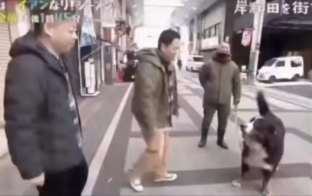 日本で大きな犬に驚く男性「体は小さいけど心は大きい！」