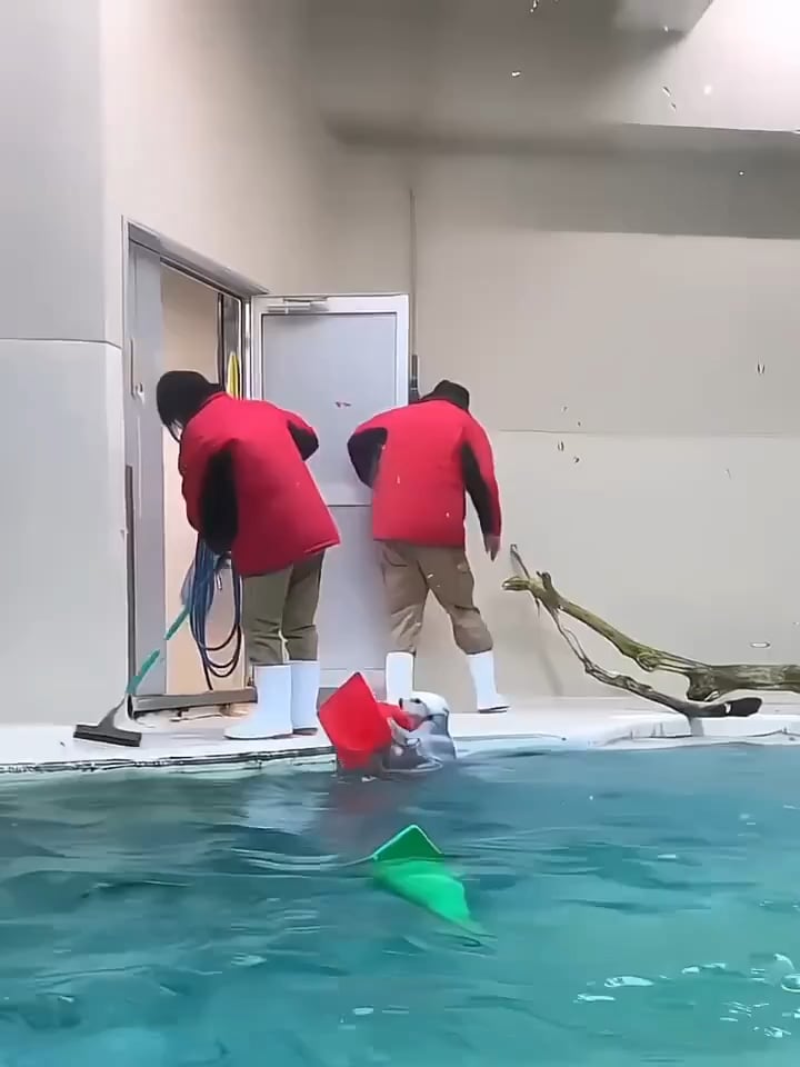 カワウソが飼育員を手助け「頑張って氷をもらおうとする姿が本当に可愛い」