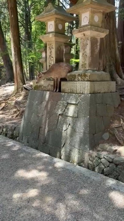 奈良の鹿が日本の礼儀を学ぶ「ポケットの食べ物を求めてかまれてしまった」