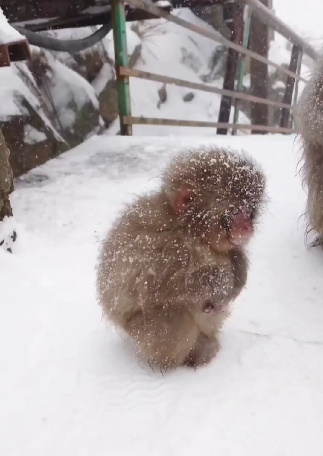 長野の赤ちゃんニホンザル「温かいハグが必要」