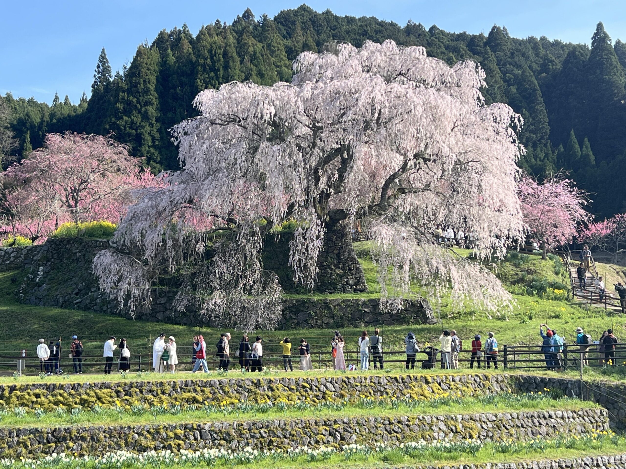 300年以上の桜の古木「これを見たら泣いてしまいそう」