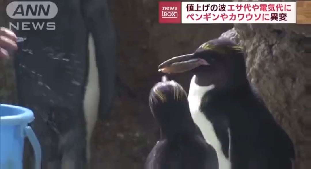 日本の水族館がペンギンの食事を変更「まるでタキシードの貴族だ」