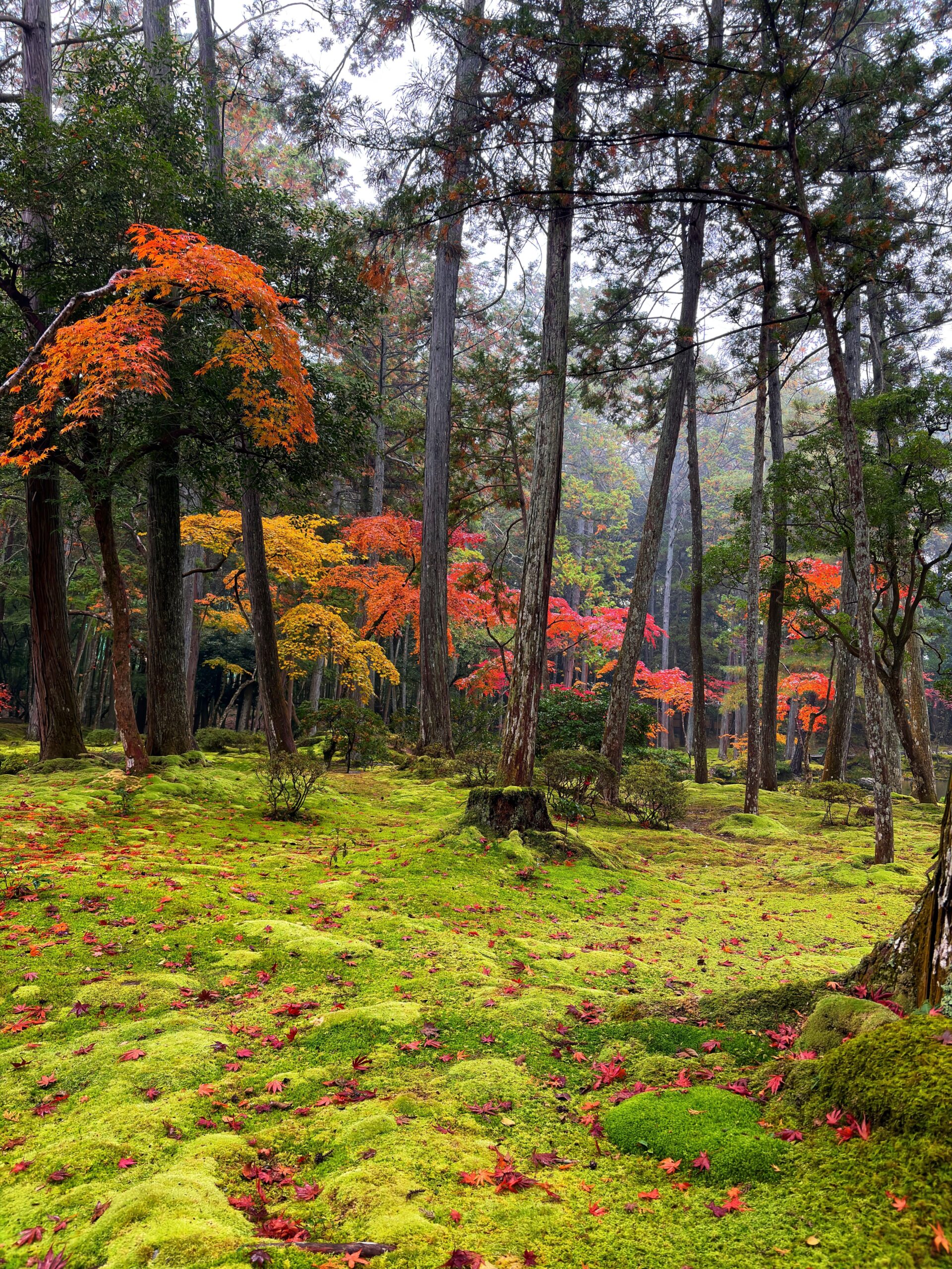11月の日本旅行「美しい風景に心を奪われる」